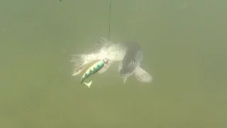 Techniques d'animation des leurres pour la pêche du brochet
