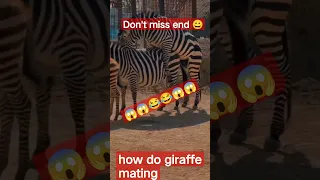 how do zebra mating 😱 #shorts #mating