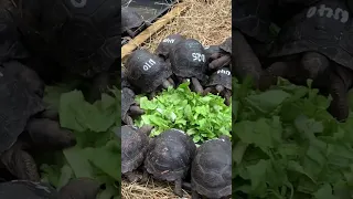 Baby Tortoises Hungry for Lettuce