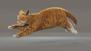 Orange Tabby Cat Walk / Trot / Run Cycle