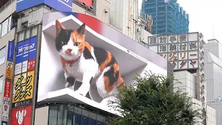 Giant 3D cat becomes Tokyo's latest photo hotspot