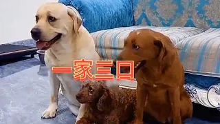 姥爷问搞笑老四谁是你儿子？😀 老四是怎么想的呢😂 | seven寵物拉布拉 Labrador