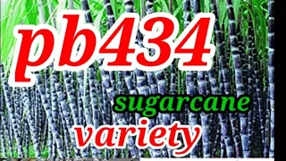 Pb434 sugarcane variety