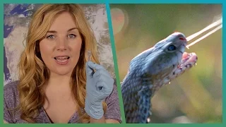 EXPERIMENT! How Snake Venom Kills You | Earth Unplugged