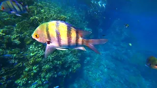 Подводный мир Красного моря. День 3. (Sony) | The underwater world of the Red Sea. Day 3