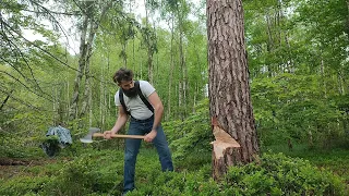 Cutting down big pine tree with axe - how to _ Bushcraft _ AXEHOLE LOGGER _