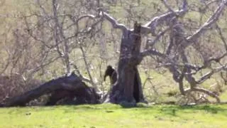 Bigfoot Tree at Dairy Creek, California