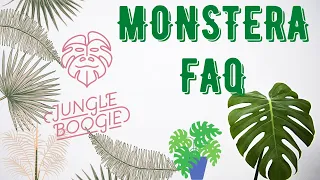 Monstera w domu- jak dbać i podlewać czyli Monstera FAQ.