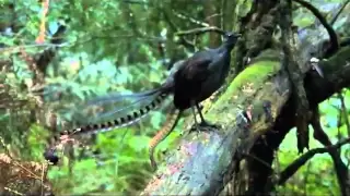 Lyrebird song - Stephen Powell Wildlife Artist