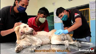 Fragile elderly dog had hidden strength to heal from massive wound.