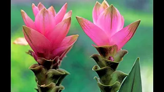 CURCUMA ET GINGEMBRE PLANTES FACILES POUR LA MAISON (émission jardiner ça fait du bien N°27)