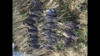 ОХОТА НА УТКУ ОСЕНЬ 2019. ЧАСТЬ 2 / Duck hunting.