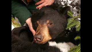 Black Bears in Maine w /Jennifer Vashon 3-23-2022