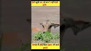 Crocodile Attack On Impala In Sea 🐊#viral #shorts #watch