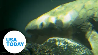 Meet the world's oldest aquarium fish | USA TODAY