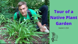 Tour of 25 NATIVE PLANTS for Eastern USA