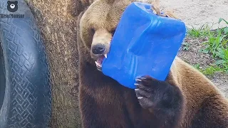 Непослушная канистра довела медведя🐻😡