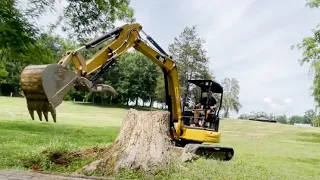 Digging Out Large Tree Stumps With A Cat 305