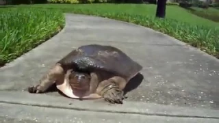 Черепаха бежит
