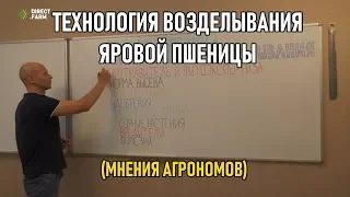 Технология возделывания яровой пшеницы