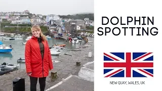 Americans First Impressions of Wales! (New Quay Dolphin Spotting With CRAZY Welsh locals 😹)