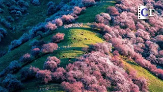 Guess you have no idea about how beautiful Xinjiang is | China Documentary