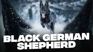 Black German Shepherd: 7 Things You Must Know Before Getting One