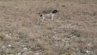 Allevamento di San Fiorano addestramento cuccioloni di 9 mesi!Croazia febbraio 2020