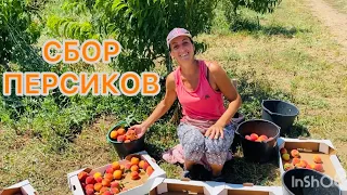 Работа в Крыму / Сбор персиков 🍑