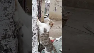 Tree-Top Tussle: Cat's Hilarious Attempt at Fishy Frolic