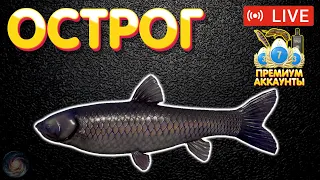 🎁 ПРЕМ в РУЛЕТКЕ | Розыгрыши | оз. Старый Острог | Турниры | Русская рыбалка 4 рр4 стрим #653