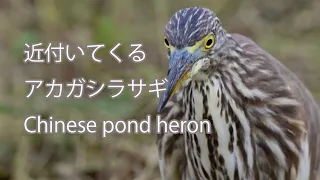 【近付いてくる】アカガシラサギ Chinese pond heron
