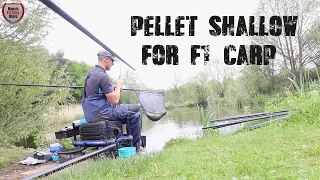 Pellet shallow Fishing for F1s