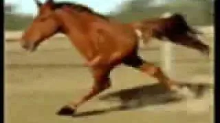 Retarded Running Horse (Original)