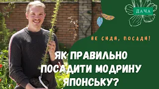 Як Правильно Посадити Модрину Японську? Догляд за Модриною.