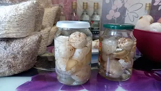 Как делать Настойку Веселки!!!/How to make Veselka Mushroom Tincture!!!