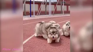 Baby Alaskan Malamute Cutest and Funniest Moments New Compilation  Try Not To Laugh 1080p