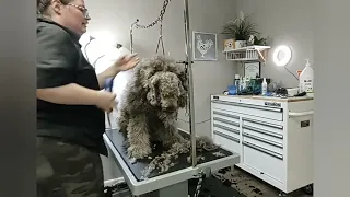 Teddy's Makeover Groom! (MATTED)