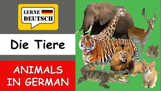 Animals in German with the sound | DIE TIERE | Lerne Deutsch | German Vocabulary