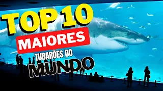 TOP 10 MAIORES TUBARÕES DO MUNDO