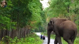 Elephant Chasing At the end.