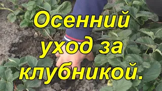 Уход за клубникой осенью.