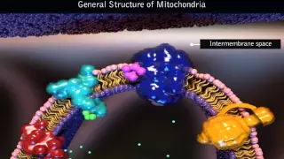 Mitochondria