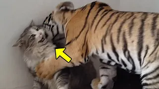 Mother Cat Adopted a Tiger Cub. A few Years Later, Something No one Expected Happened!