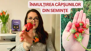 🍓🍓🍓Căpșuni din semințe? Cum recoltăm semințele foarte ușor!