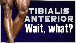 Tibialis Anterior Workout @ Home! - No Gym Needed!