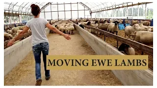Transferring Ewe Lambs Back into Main Flock:  Vlog 93