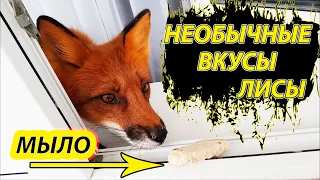 ЛИСЫ - РЕАКЦИЯ НА ОБЫЧНОЕ МЫЛО. Жизнь с Лисой / MIKI THE FOX