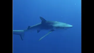 Manta Mobulas & Blue Sharks of Azores