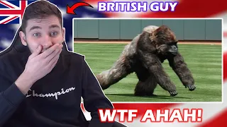 British Guy Reacts to Craziest "Animal Interference" Moments in American Sports History